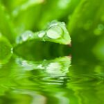 Green Taxes